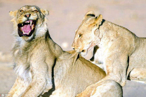 Phì cười với 101 biểu cảm của sư tử đực "xui nhất quả đất"