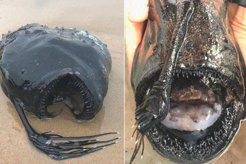 'Quái vật đại dương' ở sâu 1.000 mét dạt vào bờ biển: Sở hữu 'hành vi tình dục' dị tột bậc trong giới tự nhiên