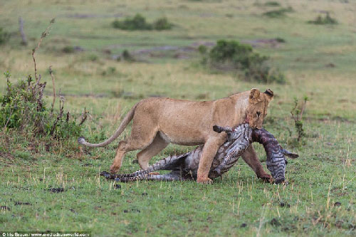 Cận cảnh sư tử cái ăn thịt ngựa vằn non