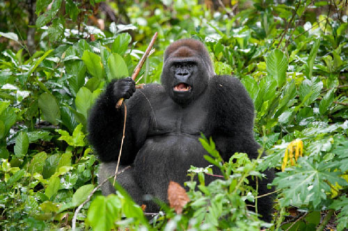 “Phì cười” với biểu cảm của khỉ đột khi bị chụp hình