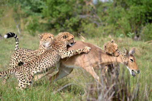 Báo gấm mẹ dạy con kỹ năng săn mồi