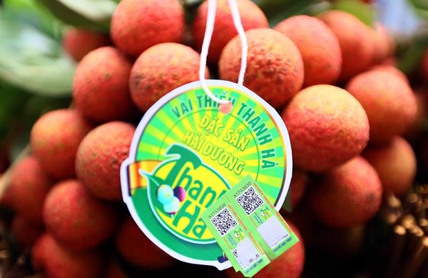 Vải thiều Thanh Hà mở cửa thành công vào thị trường Singapore và Nhật Bản