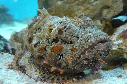 Cá mặt quỷ - Đặc sản yêu thích của khách du lịch