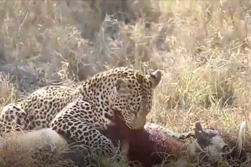 Clip: Báo hoa mai tung đòn sát thủ, hạ sát lợn bướu nặng hơn 100kg