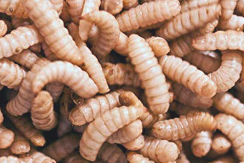 Chuyện lạ: Ăn ruồi để cứu thế giới sau đại dịch Covid-19, giải pháp tối ưu cho ngành nông nghiệp và an ninh lương thực