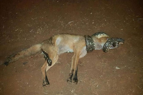 Chú cáo đáng thương bị rắn siết cổ tới chết