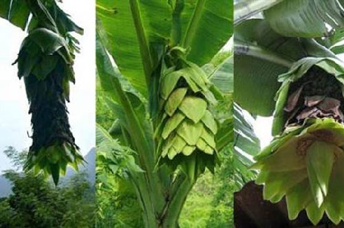 Chuối cô đơn, đặc sản Vườn quốc gia Phước Bình, tỉnh Ninh Thuận