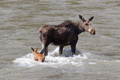 Nai sơ sinh may mắn thoát chết khi cùng mẹ qua sông