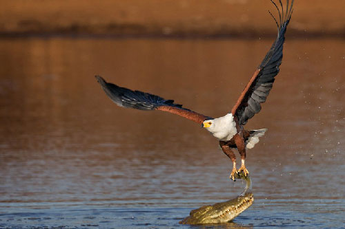 Cận cảnh đại bàng cá châu Phi cướp mồi từ miệng cá sấu