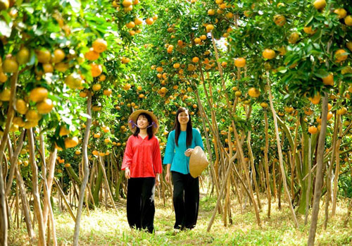 Miệt vườn trái cây nào lớn nhất miền Tây?