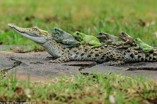 “Phì cười” cảnh bầy ếch lười biếng quá giang cá sấu