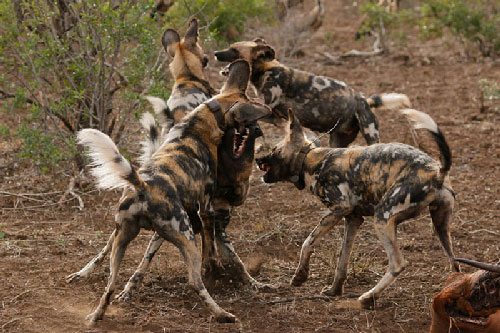 Cận cảnh chó hoang châu Phi “hỗn chiến” giành mồi