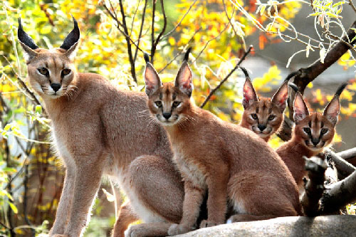 Chiêm ngưỡng vẻ đẹp của linh miêu tai đen