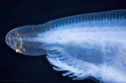 Không đầu, không tim, không xương, cá Văn Xương có thể tồn tại được suốt 500 triệu năm cho tới tận ngày nay