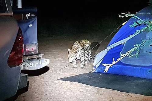 Báo hoa mai tấn công người cắm trại qua đêm