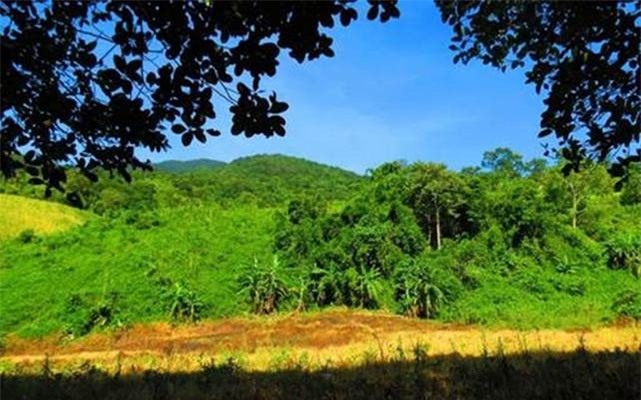 Chuối cô đơn, đặc sản Vườn quốc gia Phước Bình, tỉnh Ninh Thuận