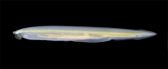 Không đầu, không tim, không xương, cá Văn Xương có thể tồn tại được suốt 500 triệu năm cho tới tận ngày nay - Ảnh 3.