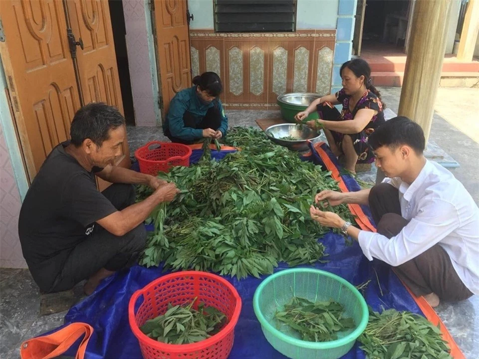 Rau sắn chua Phú Thọ - Đặc sản ẩm thực hương vị quê hương đất Tổ
