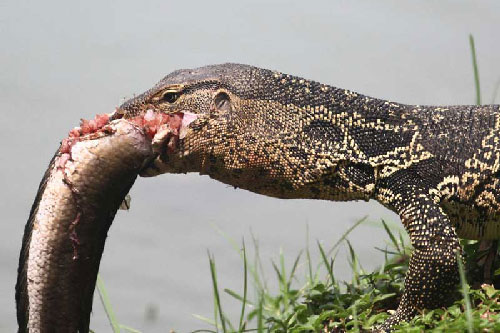 Cận cảnh kỳ đà "ngụp lặn" dưới nước săn cá lóc