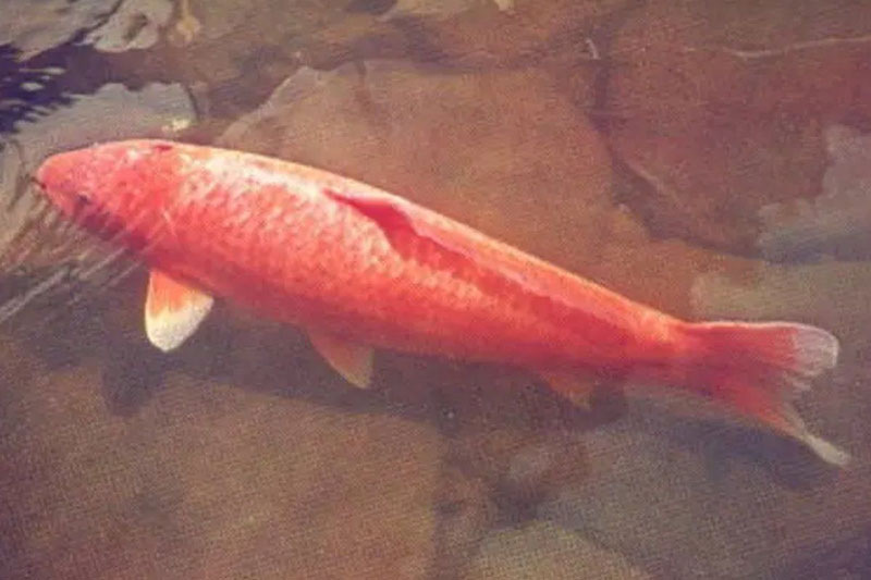 Nhật Bản: 'Truyền thuyết' về con cá Koi già nhất thế giới, sống hơn 2 thế kỷ