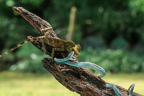 Cận cảnh màn “đại chiến” bất phân thắng bại của tắc kè hoa và rắn lục