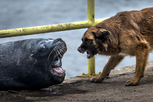 “Chết cười” với cảnh hải cẩu và chó hằm hè nhau vì miếng mồi