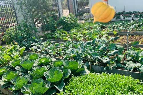 "Nông trại" rộng 300m² đẹp như cổ tích với đủ loại hoa và rau quả của mẹ 4 con ở Móng Cái, Quảng Ninh