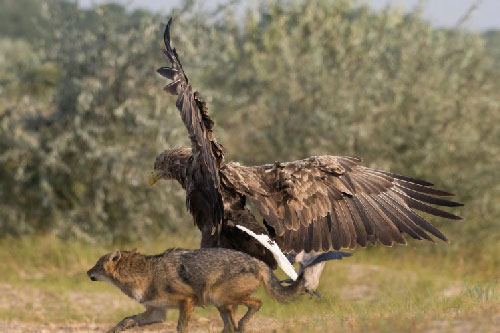 Đại bàng cứu chim nhỏ thoát chết từ miệng chó rừng