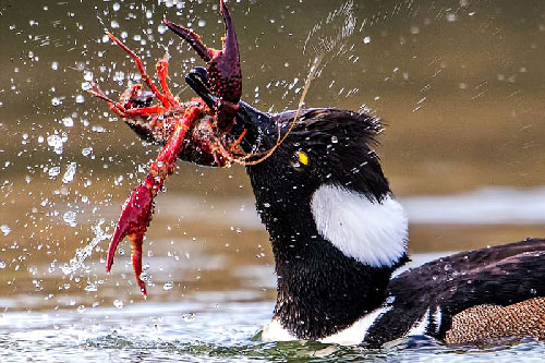 Cận cảnh màn săn tôm của vịt biển mào