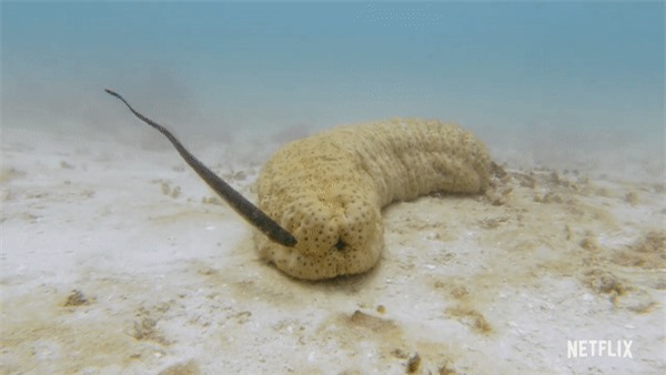 Loài cá chuyên "ở trọ" trong hải sâm