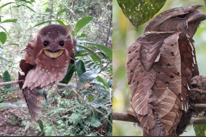 Loài chim kỳ dị ở Đông Nam Á: Sở hữu 'khuôn mặt' kỳ dị, nếu bắt gặp trong đêm có thể khiến bạn khóc thét
