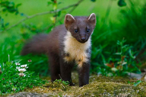 Chiêm ngưỡng vẻ đáng yêu của chồn thông châu Âu