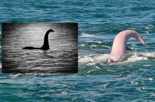 Giả thuyết điên rồ: Quái vật hồ Loch Ness chỉ là 'cái ấy' của cá voi?