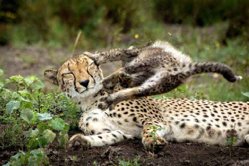 Khoảnh khắc bình yên của mẹ con báo gấm