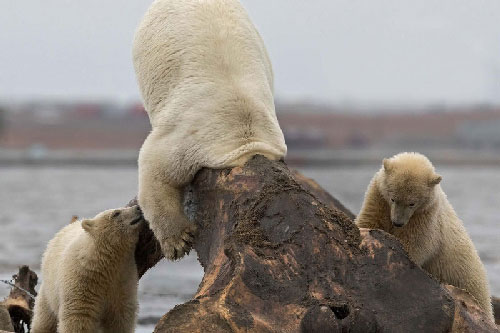 Gấu trắng Bắc Cực nhận cái kết “đắng” vì tham ăn