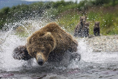 Cận cảnh gấu nâu mẹ 'ngụp lặn' dưới nước kiếm cá nuôi con nhỏ