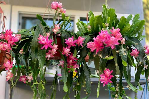 Khu vườn rực rỡ quanh năm với 200 loài quỳnh khoe sắc của mẹ đảm quê Phú Yên