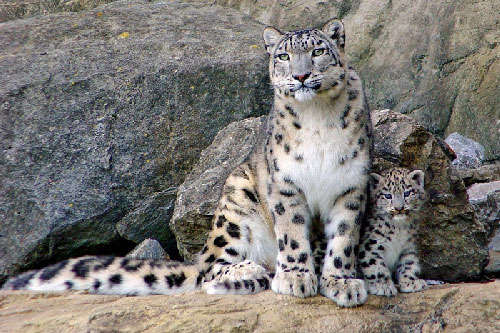 Chùm ảnh đẹp về loài báo tuyết có nguy cơ tuyệt chủng