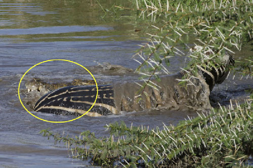 Ngựa vằn chết thảm dưới hàm răng sắc nhọt của cá sấu