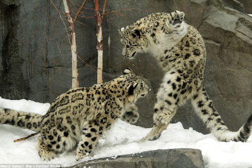 Màn biểu diễn “kung-fu cào cào” hài hước của báo tuyết