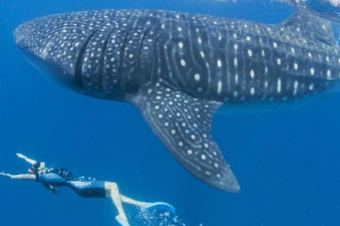 2. Loài cá mập lớn nhất thế giới là cá mập voi khi chúng có thể đạt chiều dài lên tới hơn 14m và nặng 13,6 tấn.