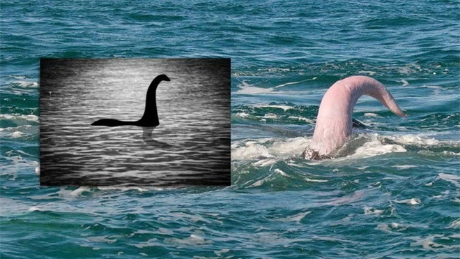 Giả thuyết điên rồ: Quái vật hồ Loch Ness thực chất là cái ấy của cá voi? - Ảnh 1.