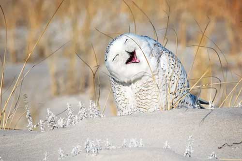 Ngoài con người, các loài động vật khác có biết cười hay không?