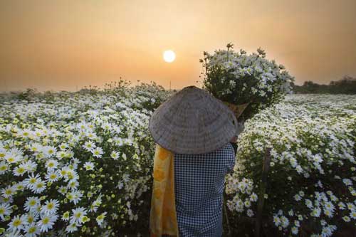 Cúc hoạ mi khoe sắc tinh khôi khắp phố phường Hà Nội