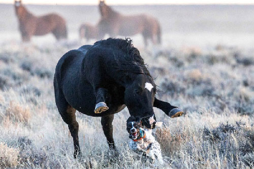 Chú chó “chạy té khói” vì bị ngựa hoang truy đuổi