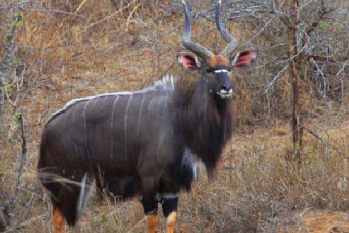 Top 10 loài động vật có bộ râu ấn tượng nhất