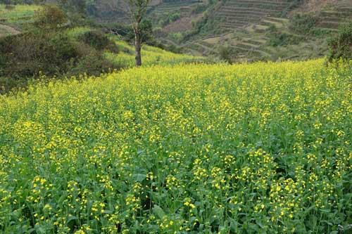 Mùa vàng hoa cải tuyệt đẹp trên danh thắng ruộng bậc thang Mù Cang Chải