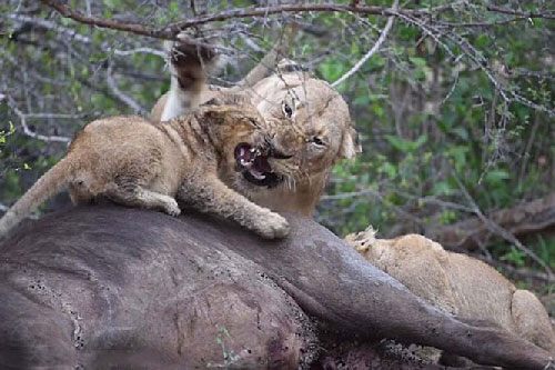 Sư tử mẹ 'nổi đóa' đánh con nhỏ vì bị giành ăn