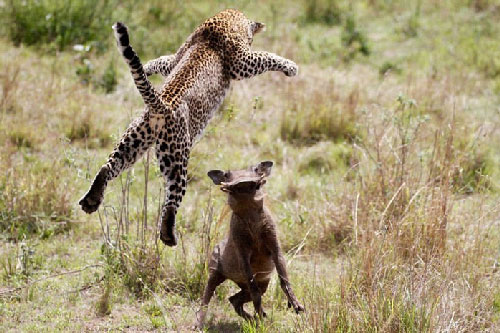 Mang bầu sắp đẻ, báo cái vẫn phi thân vồ lợn rừng dũng mãnh