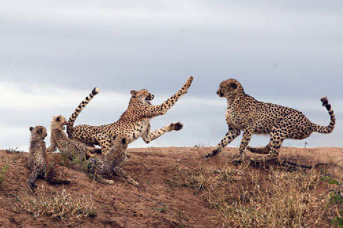 Báo đốm mẹ liều mạng đánh đuổi báo đực bảo vệ con nhỏ